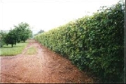 Sansão do campo cerca viva