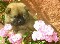 Chow chow um felpudo introvertido