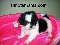 Pet shop- venda- shih tzu- porto alegre-